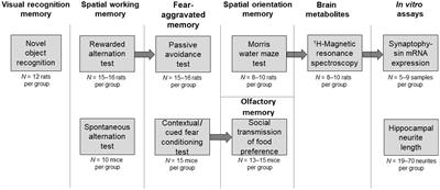 Vertigoheel promotes rodent cognitive performance in multiple memory tests